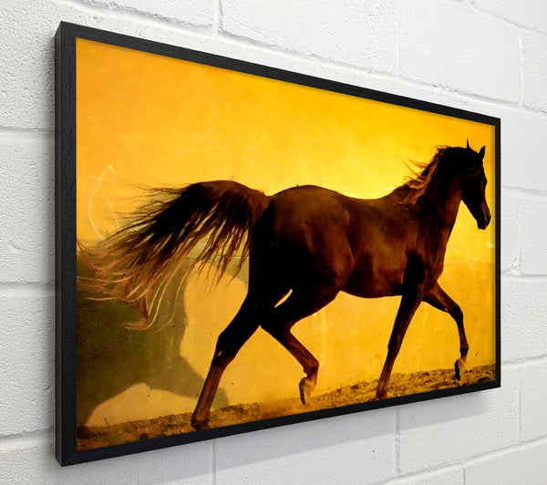 Horse In Golden Sunlight
