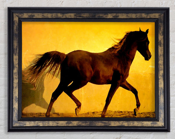 Horse In Golden Sunlight Framed Print
