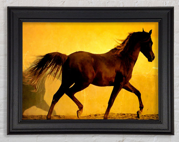 Pferd im goldenen Sonnenlicht