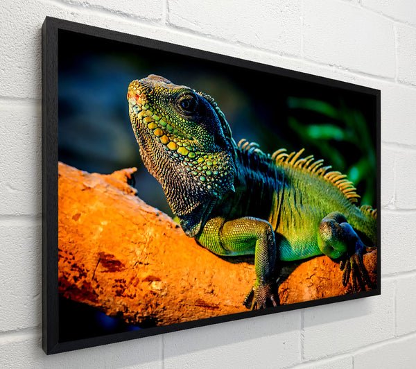 Iguana