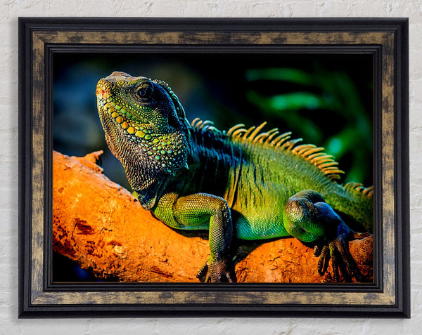 Iguana Framed Print