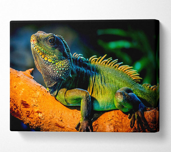  A Canvas Print of Iguana Canvas Art