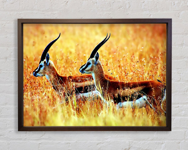 In The Wild Framed Print