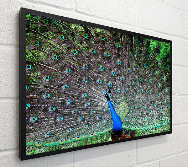 Indian Peafowl