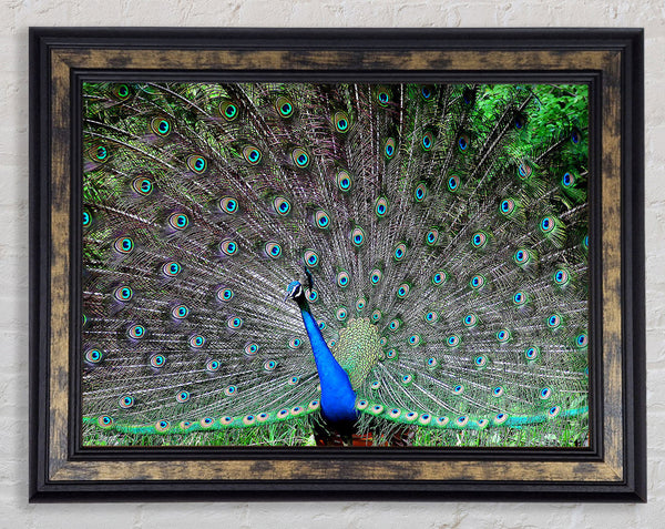 Indian Peafowl Framed Print