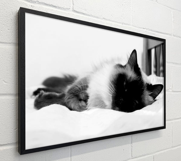 Its A Cats Life B n W