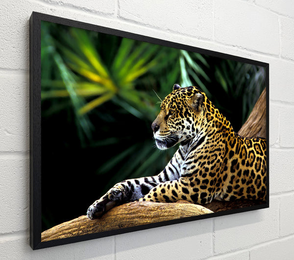 Jaguar In The Amazon Rainforest