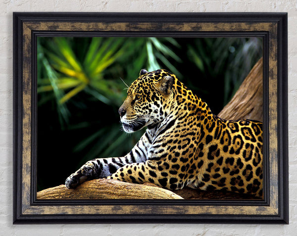 Jaguar In The Amazon Rainforest Framed Print