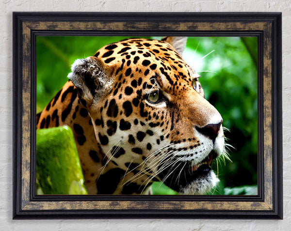 Jaguar The Big Cat