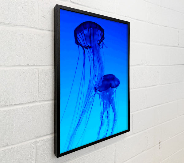 Jellyfish Duo