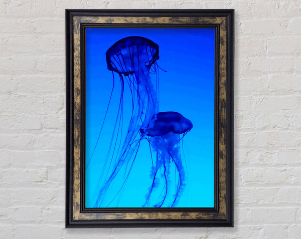 Jellyfish Duo