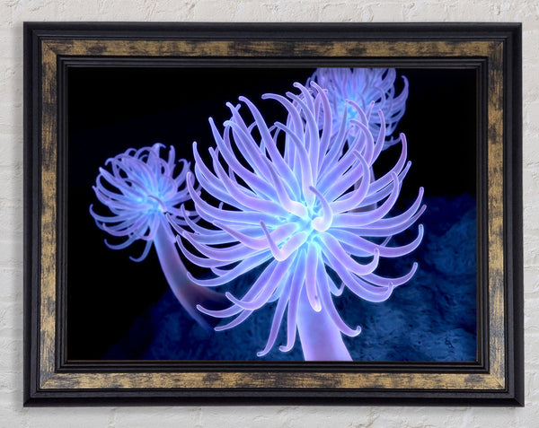 Jellyfish Looks