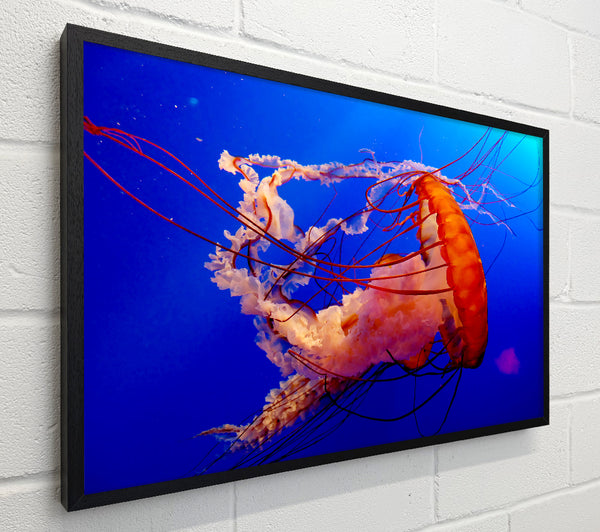 Jellyfish Ocean