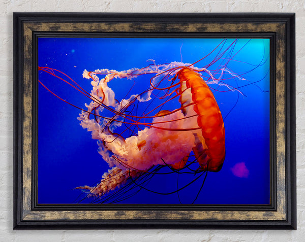 Jellyfish Ocean