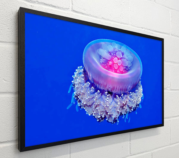 Jellyfish Pink