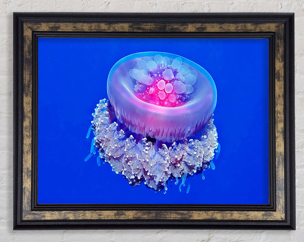Jellyfish Pink