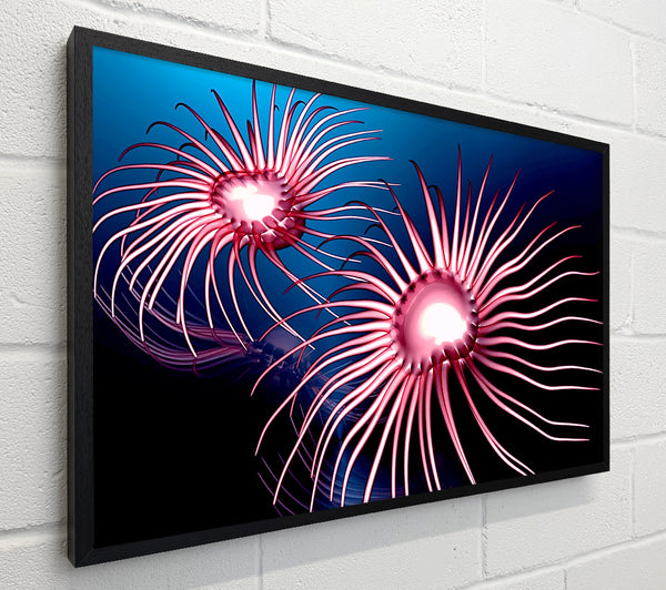 Jellyfish Swirl