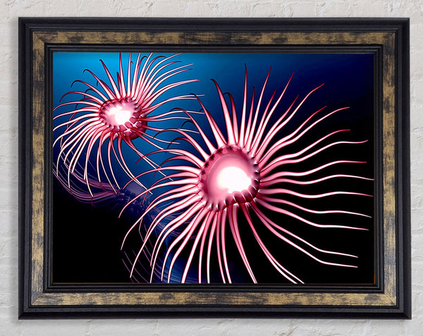 Jellyfish Swirl