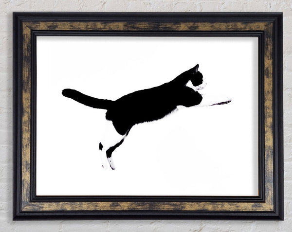 Jumping Cat