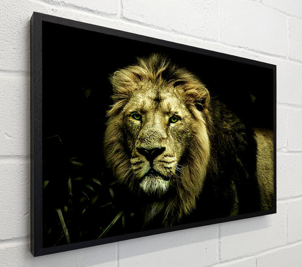 King Of The Jungle Stare