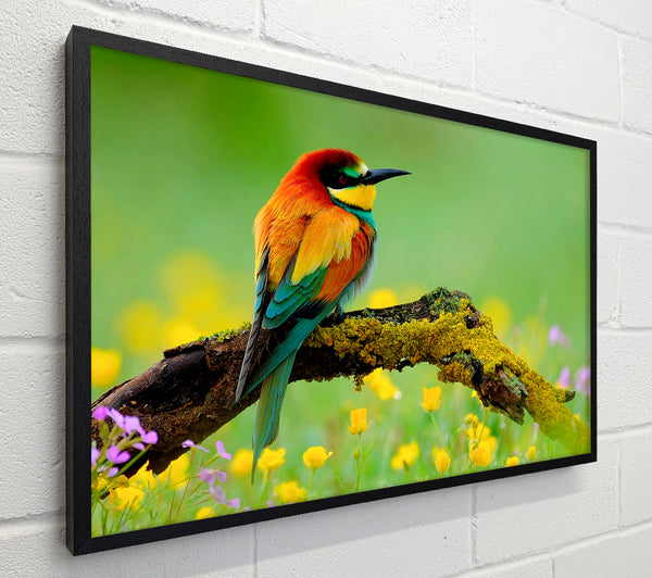 Kingfisher Wild Flowers