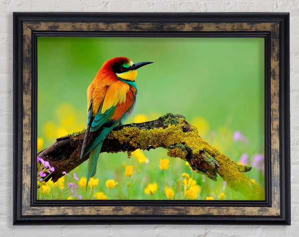 Kingfisher Wild Flowers