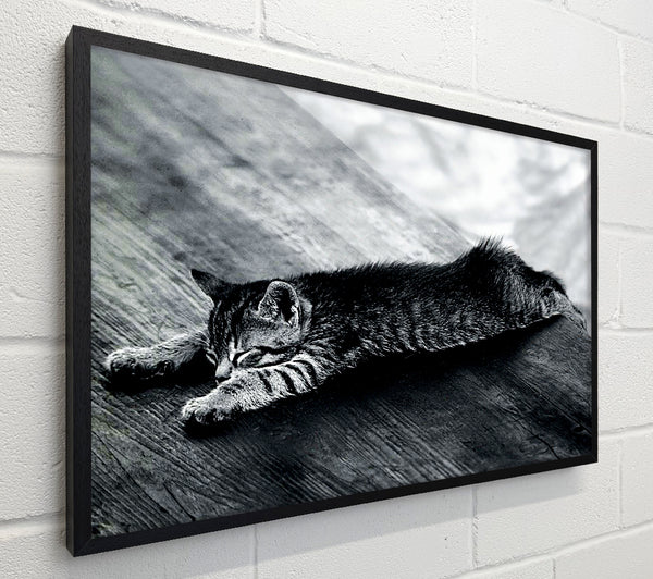 Kitten Dream
