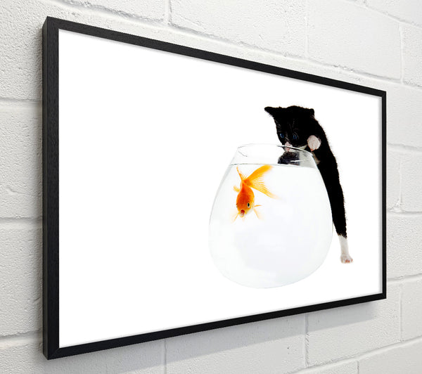 Kitten Fish Bowl