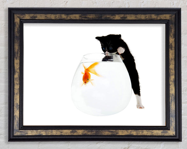 Kitten Fish Bowl