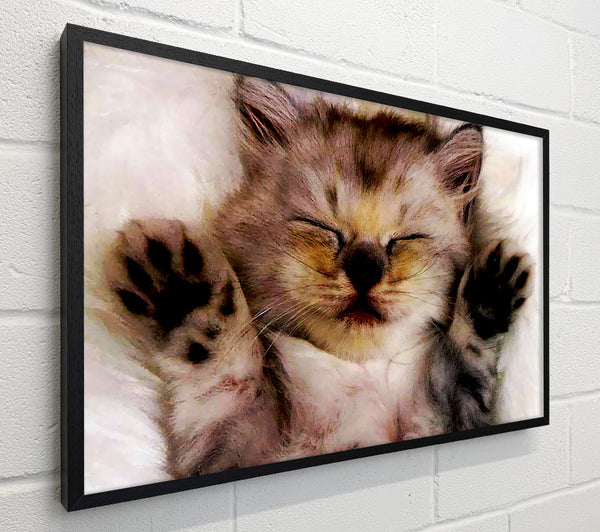 Kitten Love