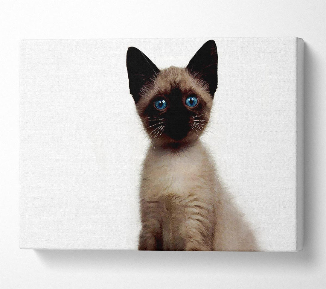  A Canvas Print of Kitten Mischief Canvas Art
