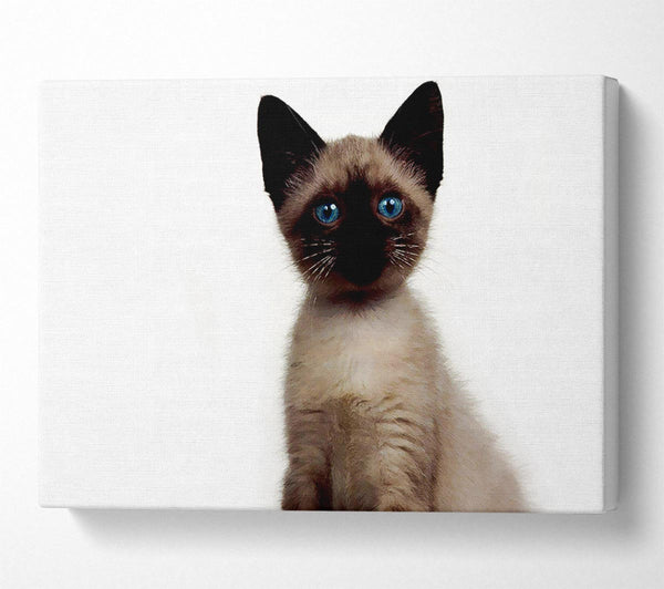  A Canvas Print of Kitten Mischief Canvas Art