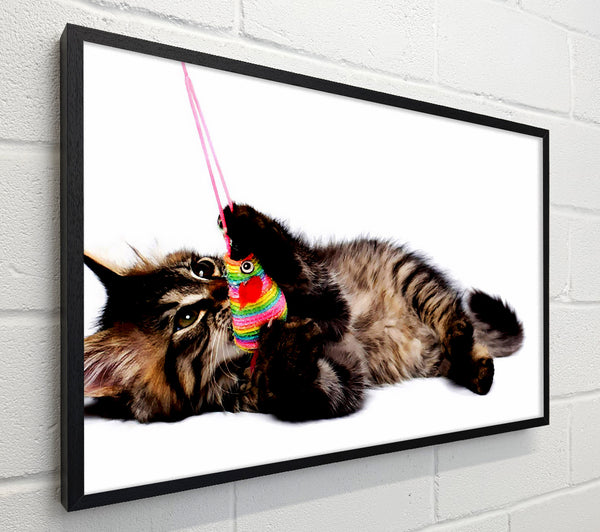 Kitten Play