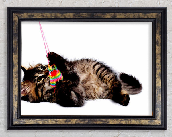 Kitten Play Framed Print