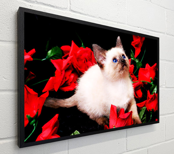 Kitten Roses
