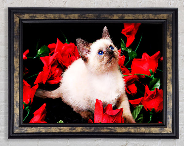 Kitten Roses Framed Print