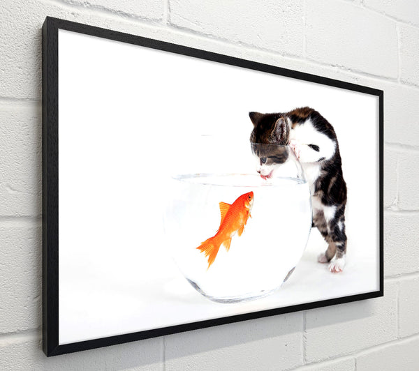 Kitten VS Fish