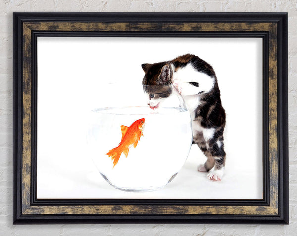 Kitten VS Fish