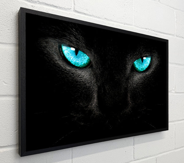 Blue Eyes Cat