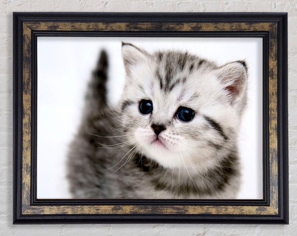 Kitty Cat