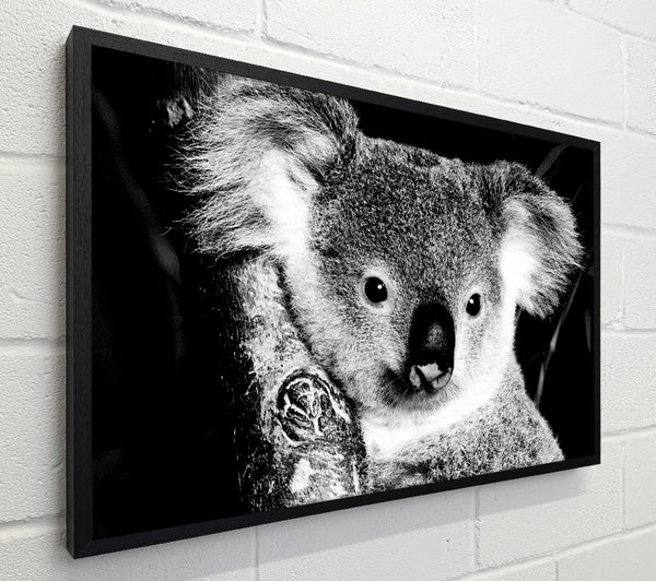 Koala Bear