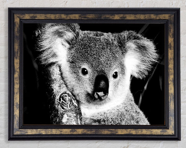 Koala Bear Framed Print