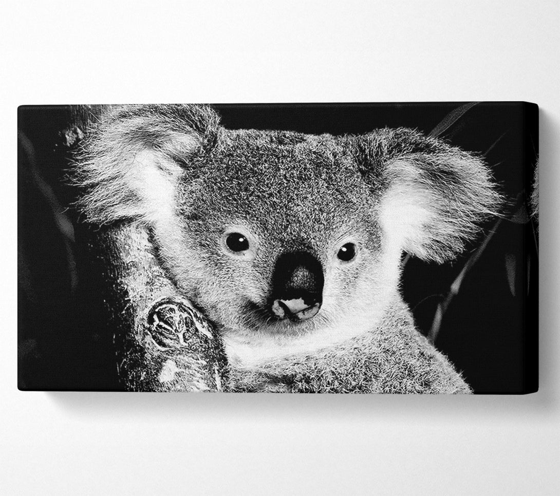  A Canvas Print of Koala Bear Canvas Print
