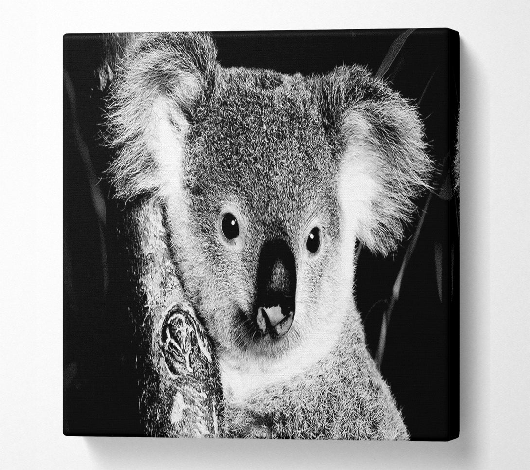  A Canvas Print of Koala Bear Canvas Print