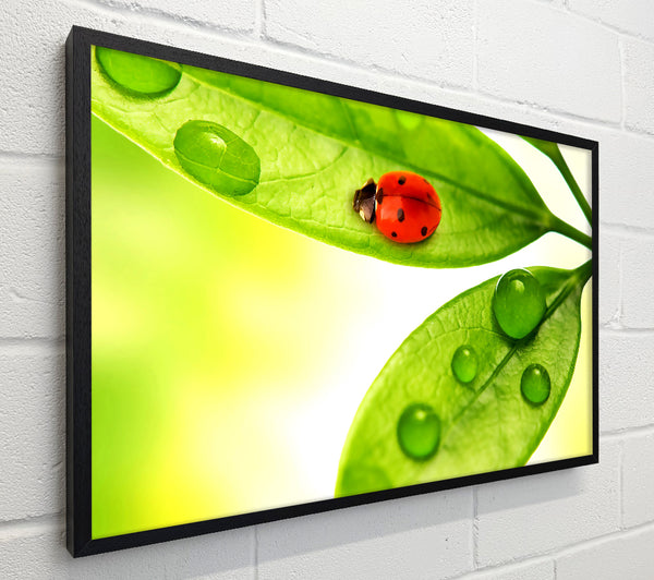 Ladybird