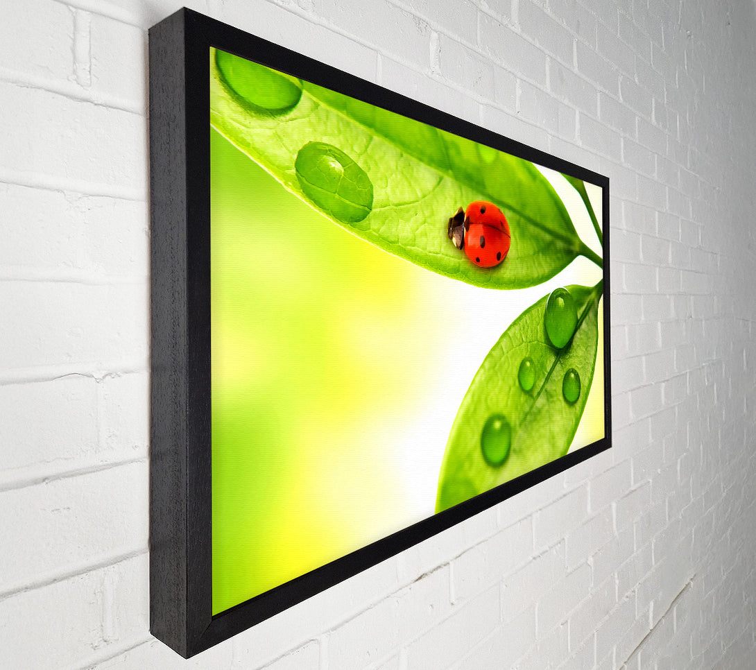  A Canvas Print of Ladybird Canvas Art