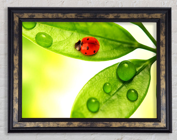 Ladybird Framed Print
