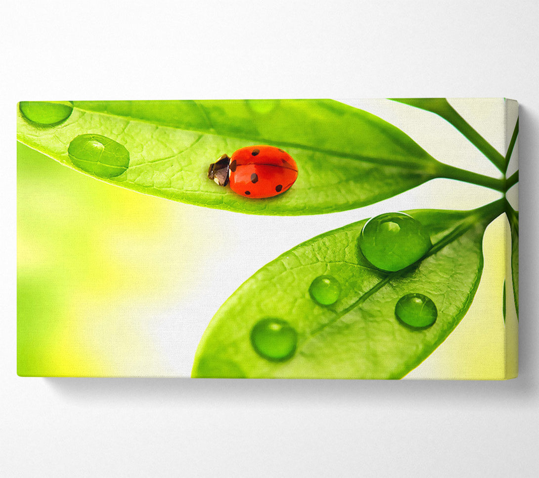  A Canvas Print of Ladybird Canvas Art