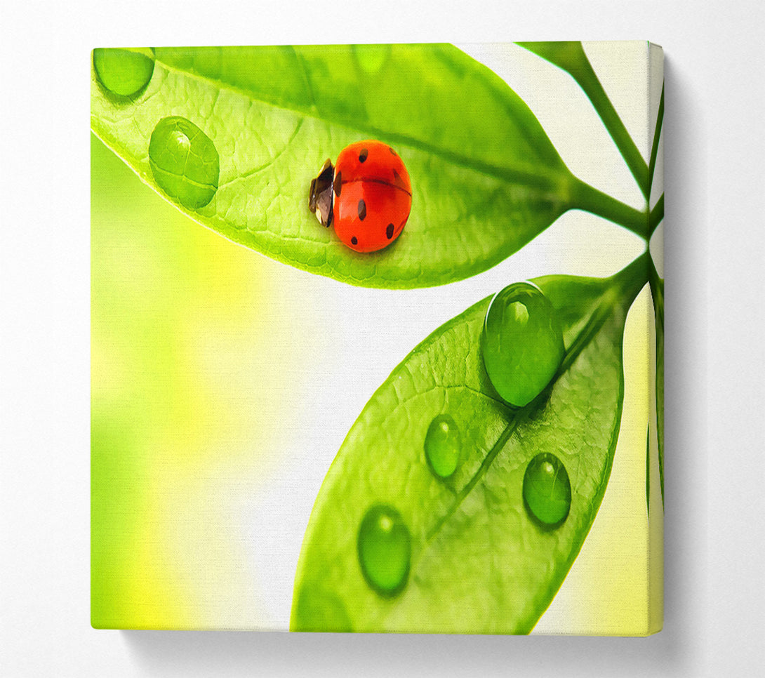  A Canvas Print of Ladybird Canvas Art