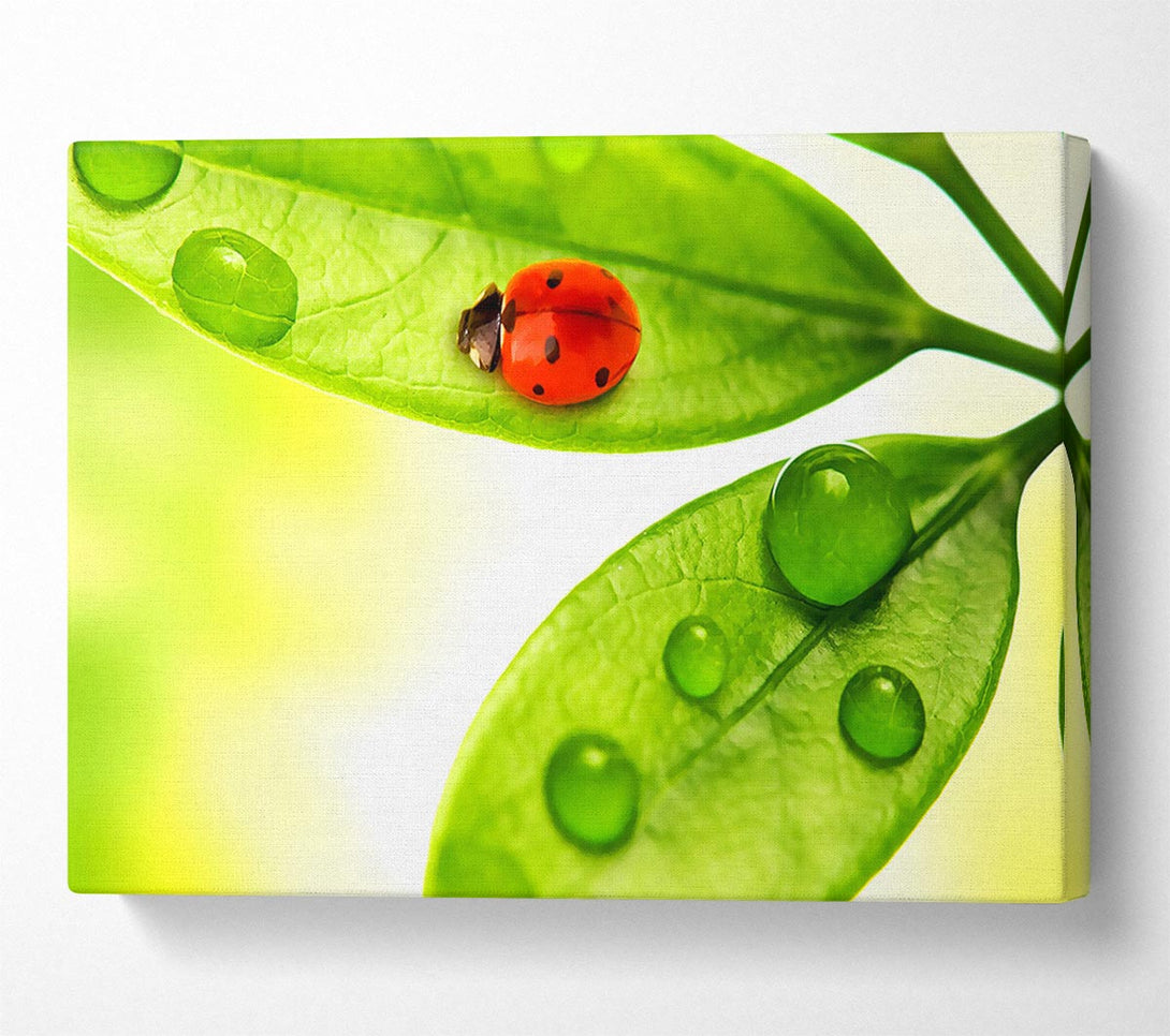  A Canvas Print of Ladybird Canvas Art
